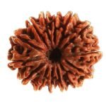 Fourteen Mukhi Rudraksha