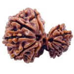 Gauri Ganesh Rudraksh