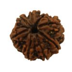 Eight Mukhi Rudraksha