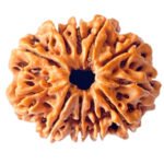 Eleven MukhiRudraksha