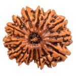 Fifteen Faced Rudraksha