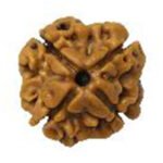 Char Mukhi Rudraksha