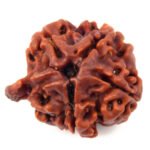 Ganesha Rudraksha