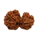 Gauri Shankar Rudraksha