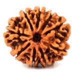 Nine Mukhi Rudraksha