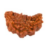 Ek Mukhi Rudraksha (Kaaju Daana)