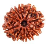 Ten Mukhi Rudraksha