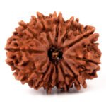 Thirteen Mukhi Rudraksha