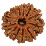Twelve Mukhi Rudraksha
