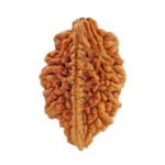 Two Faced Rudraksha
