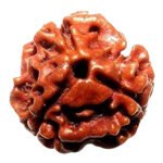Tin Mukhi Rudraksha