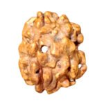 Two Mukhi Rudraksha-Himalayan